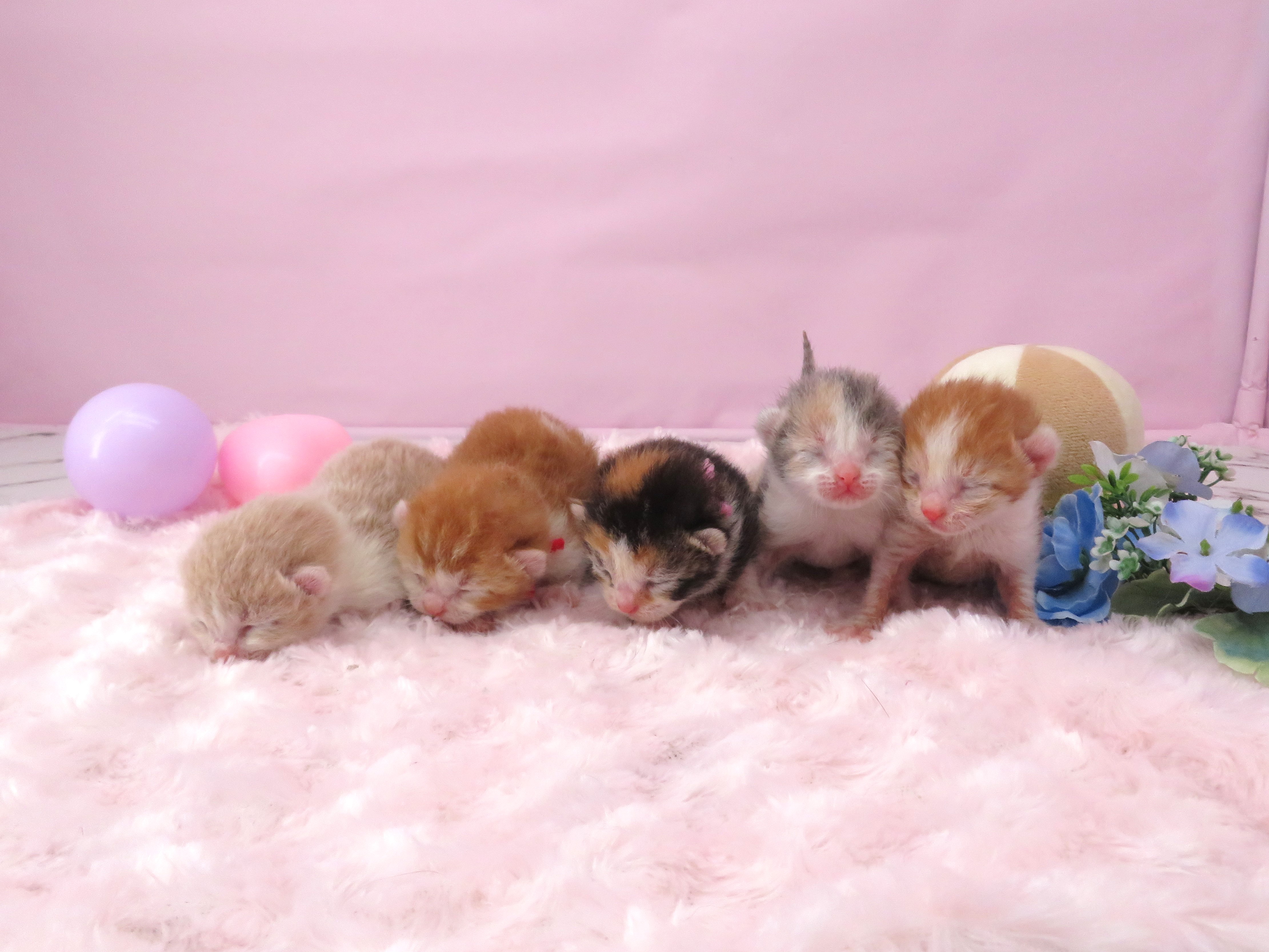 赤ちゃん写真1-3