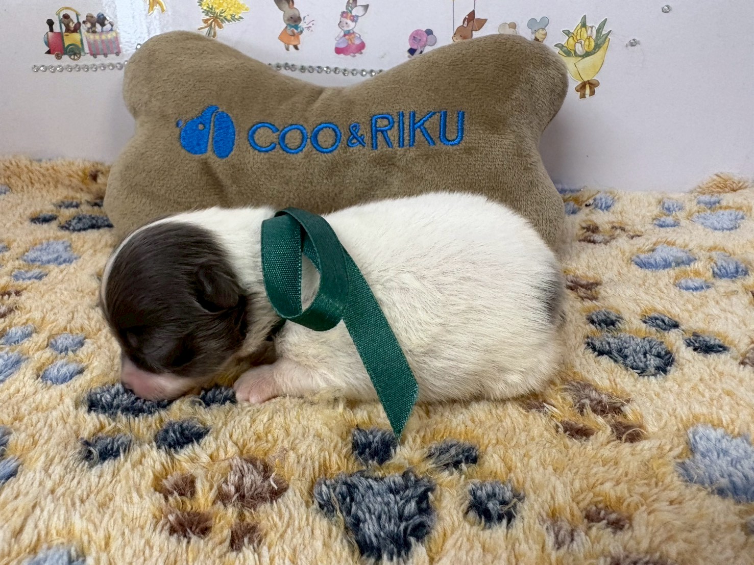 赤ちゃん写真1-2