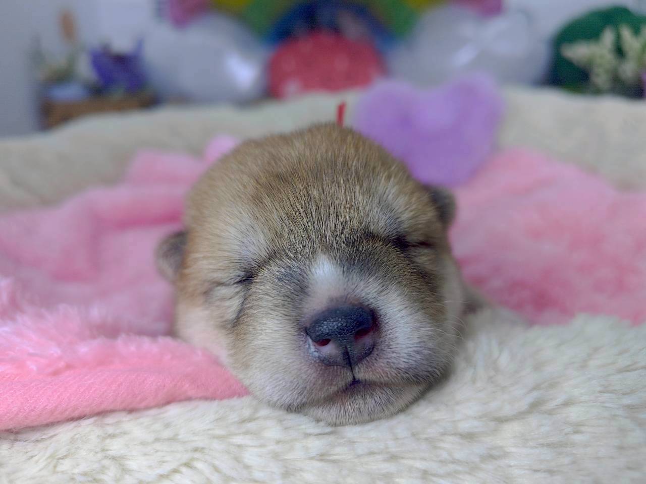 赤ちゃん写真1-1