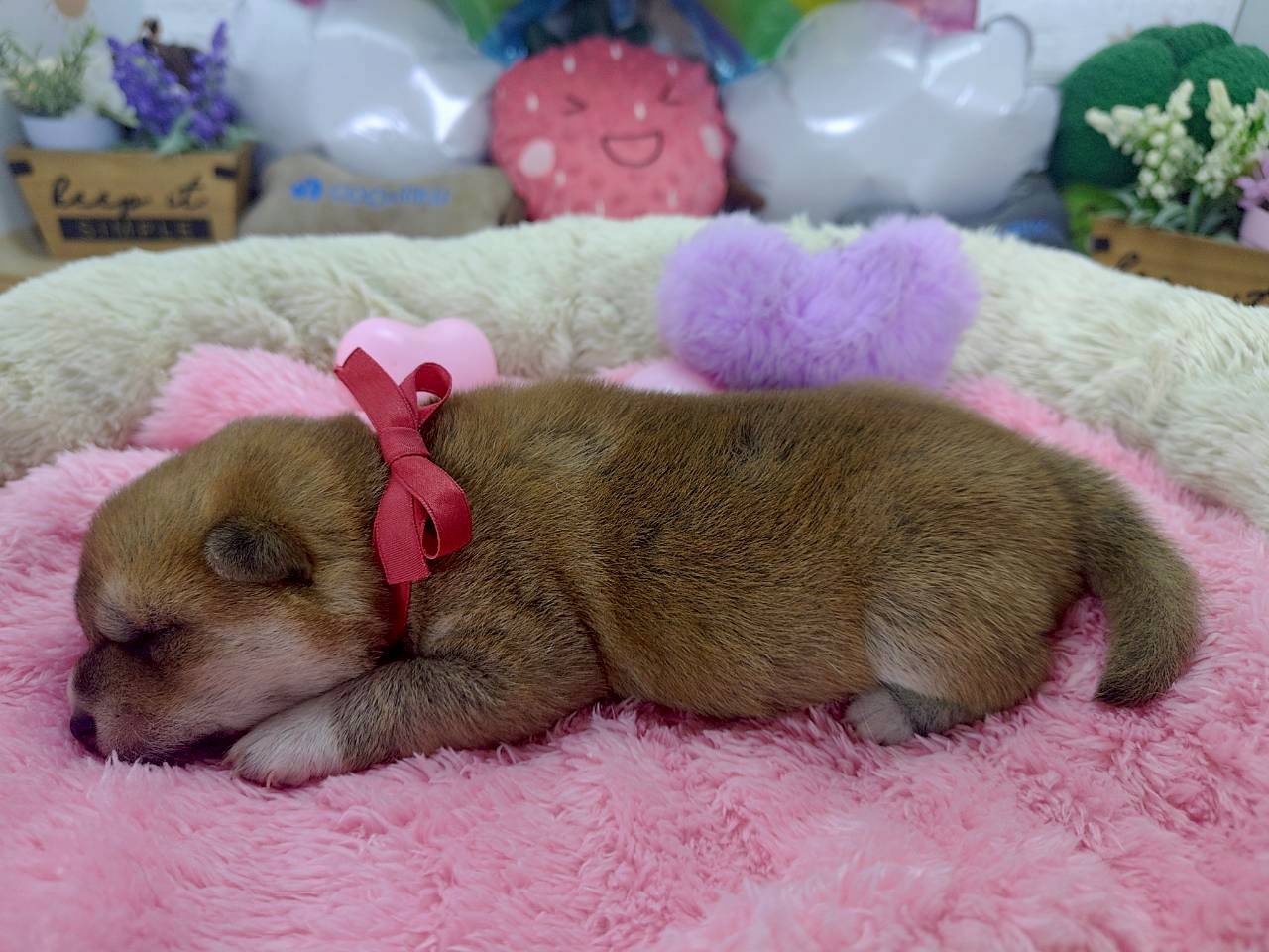 赤ちゃん写真1-2