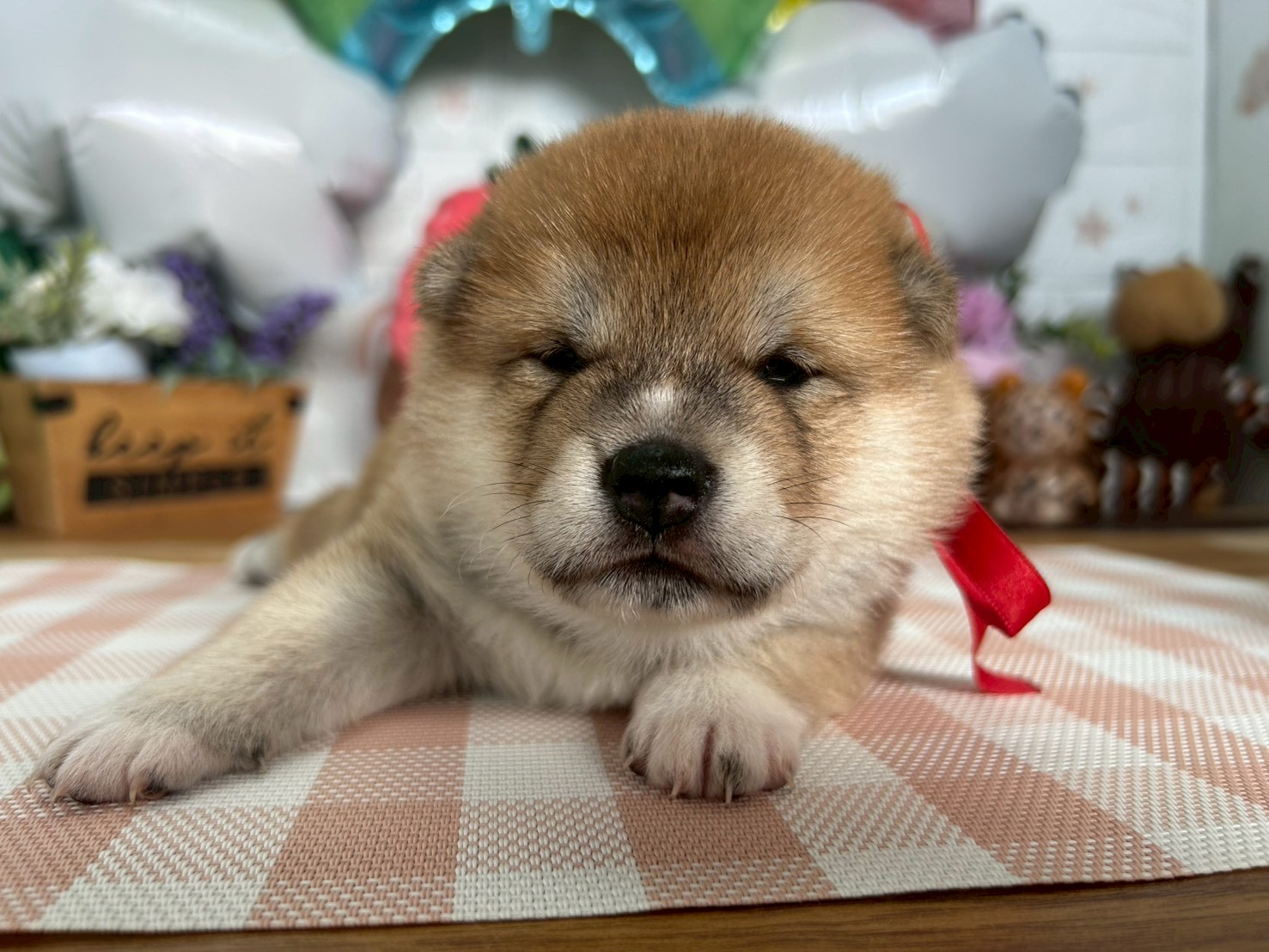 柴犬