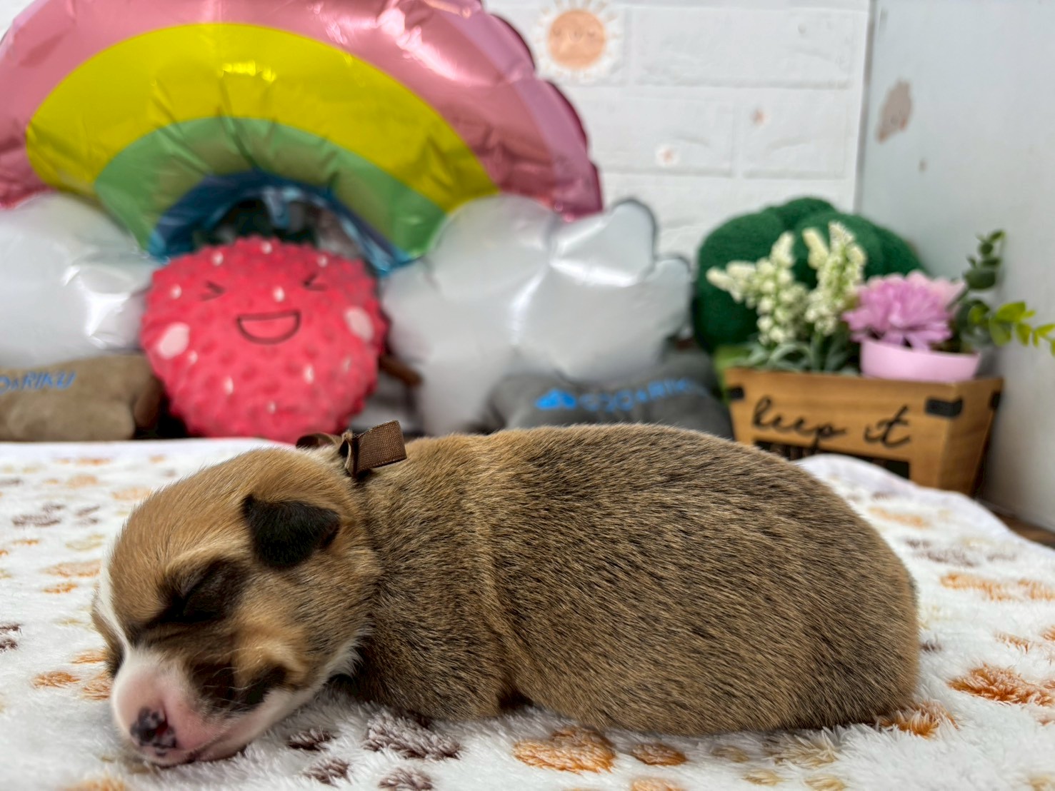 赤ちゃん写真1-2