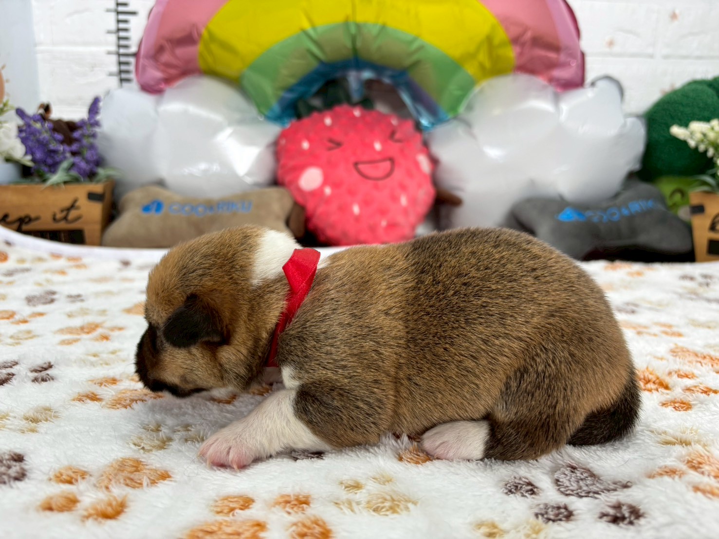 赤ちゃん写真1-2