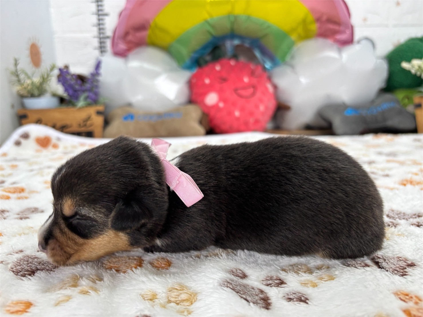 赤ちゃん写真1-2
