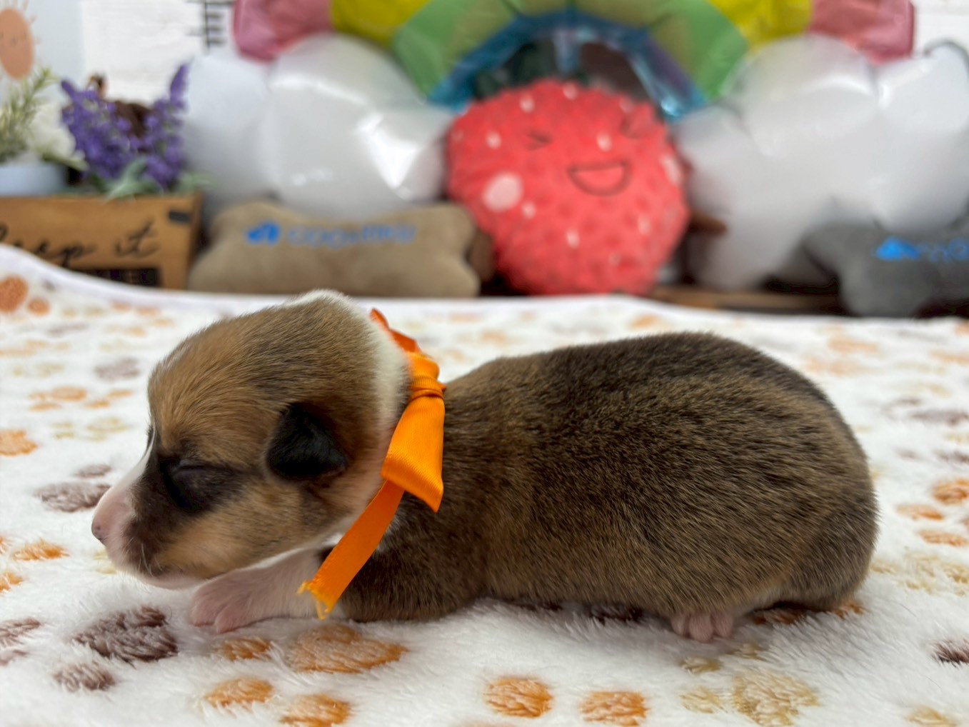 赤ちゃん写真1-2
