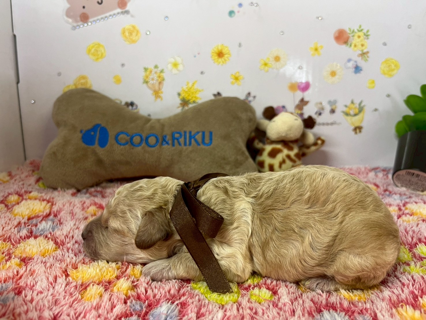 赤ちゃん写真1-2