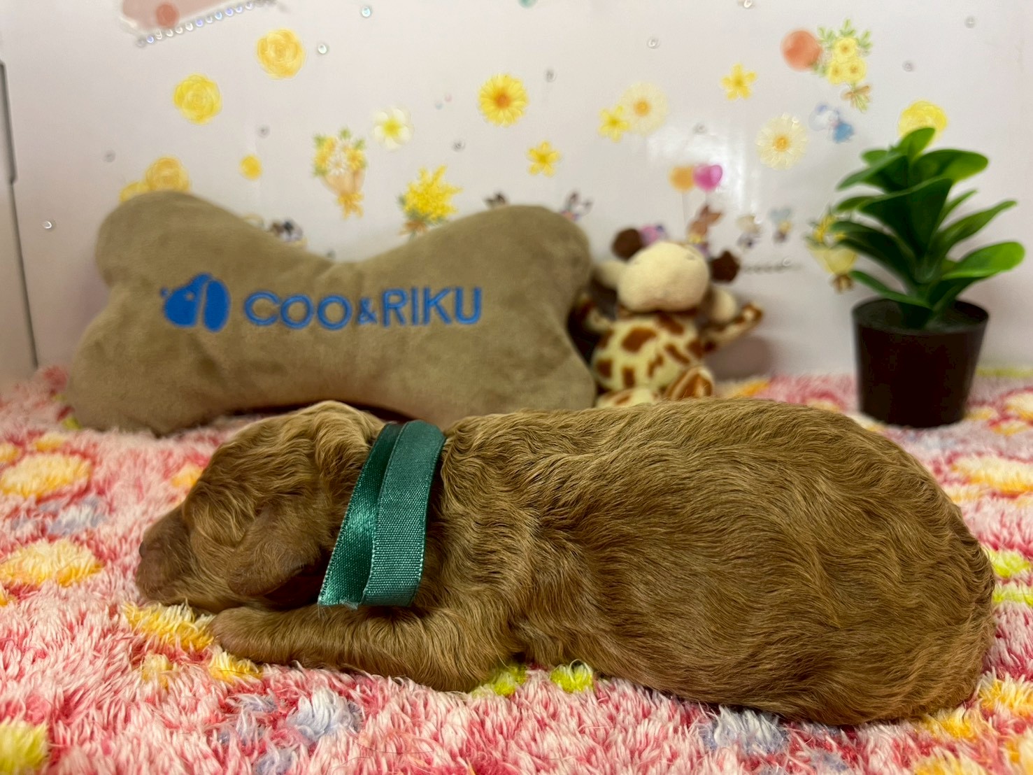 赤ちゃん写真1-2