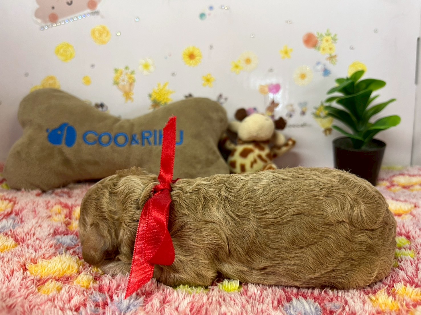 赤ちゃん写真1-2