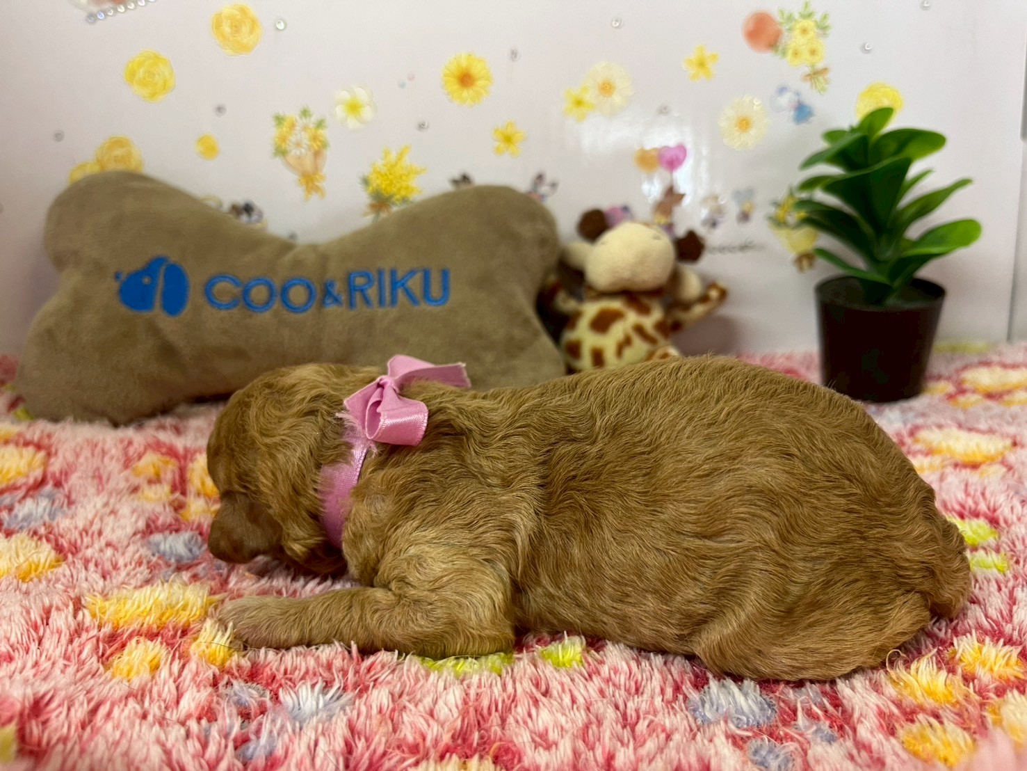 赤ちゃん写真1-2