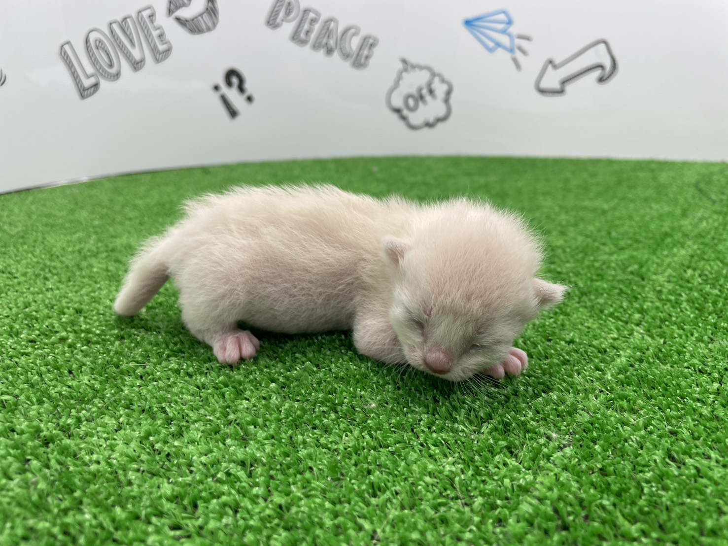 赤ちゃん写真1-2