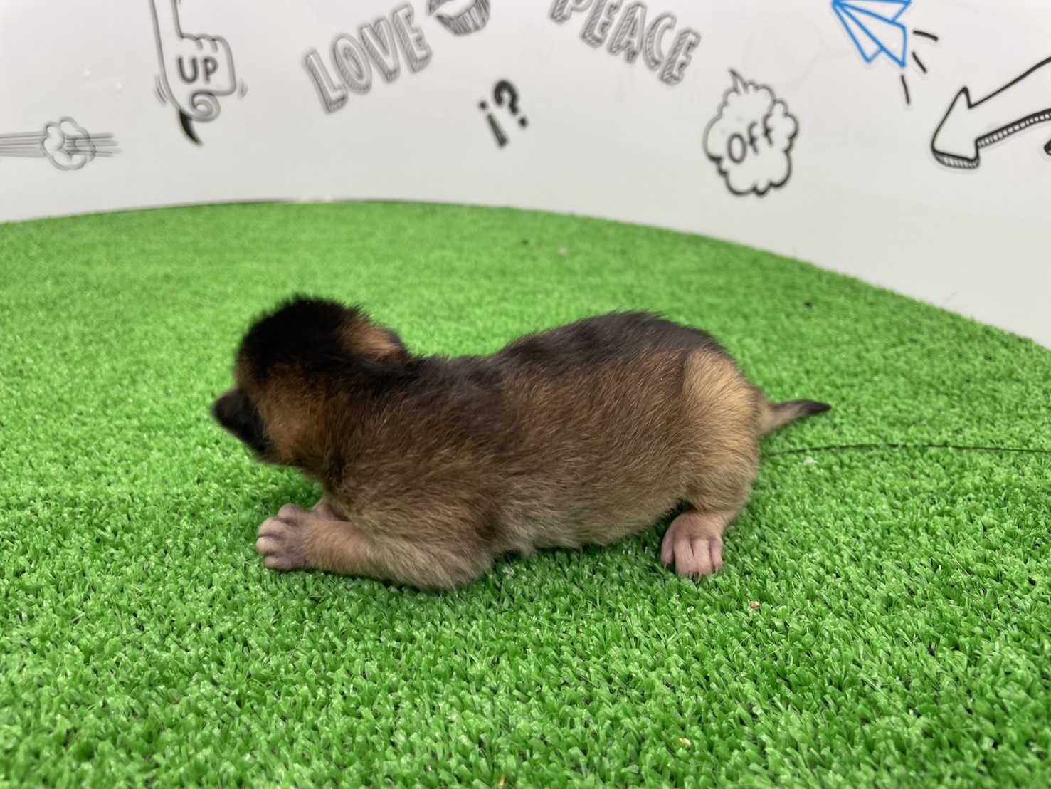 赤ちゃん写真1-2