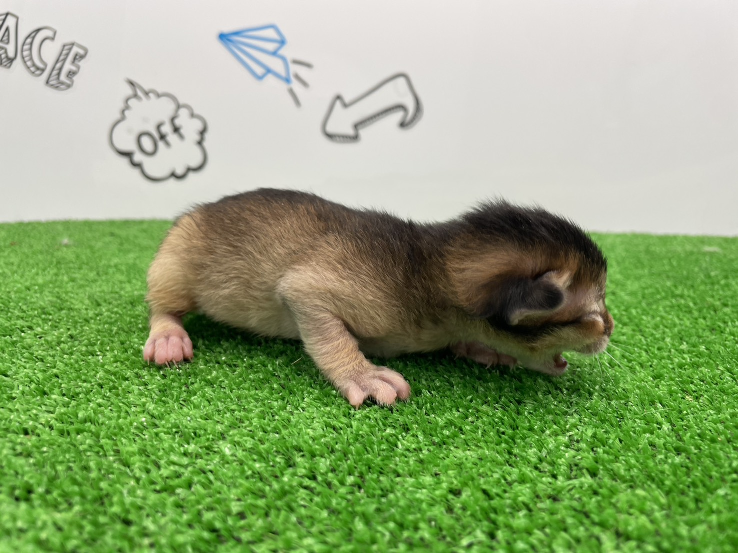 赤ちゃん写真1-2