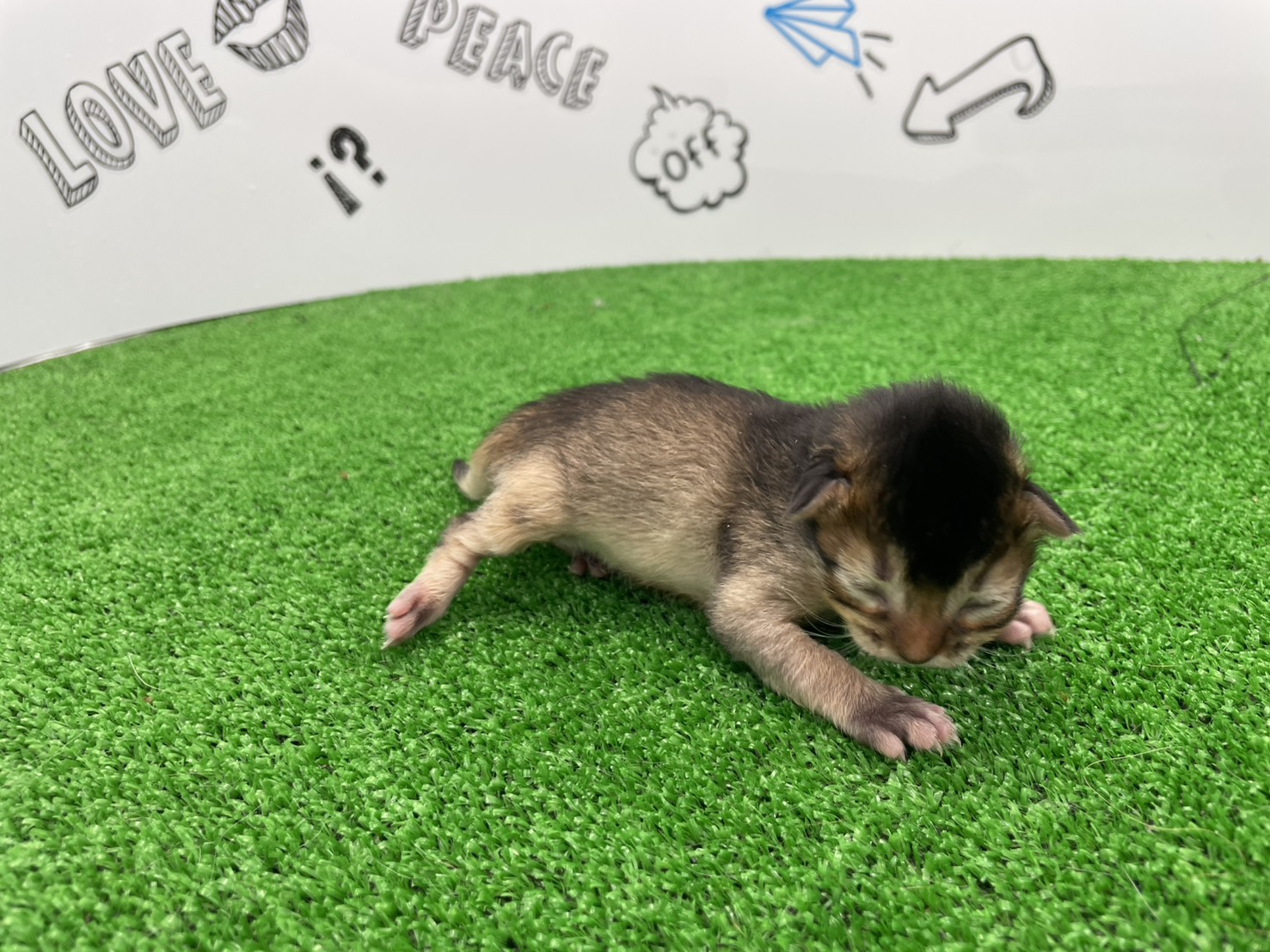 赤ちゃん写真1-2