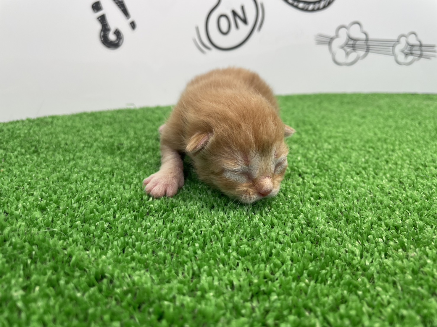赤ちゃん写真1-1