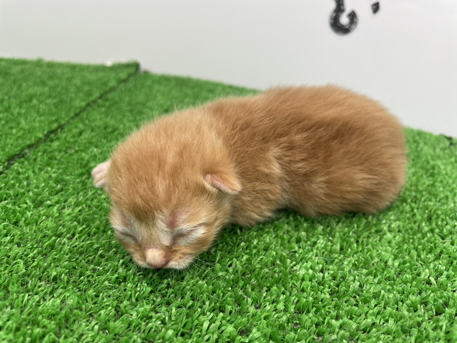 赤ちゃん写真1-2