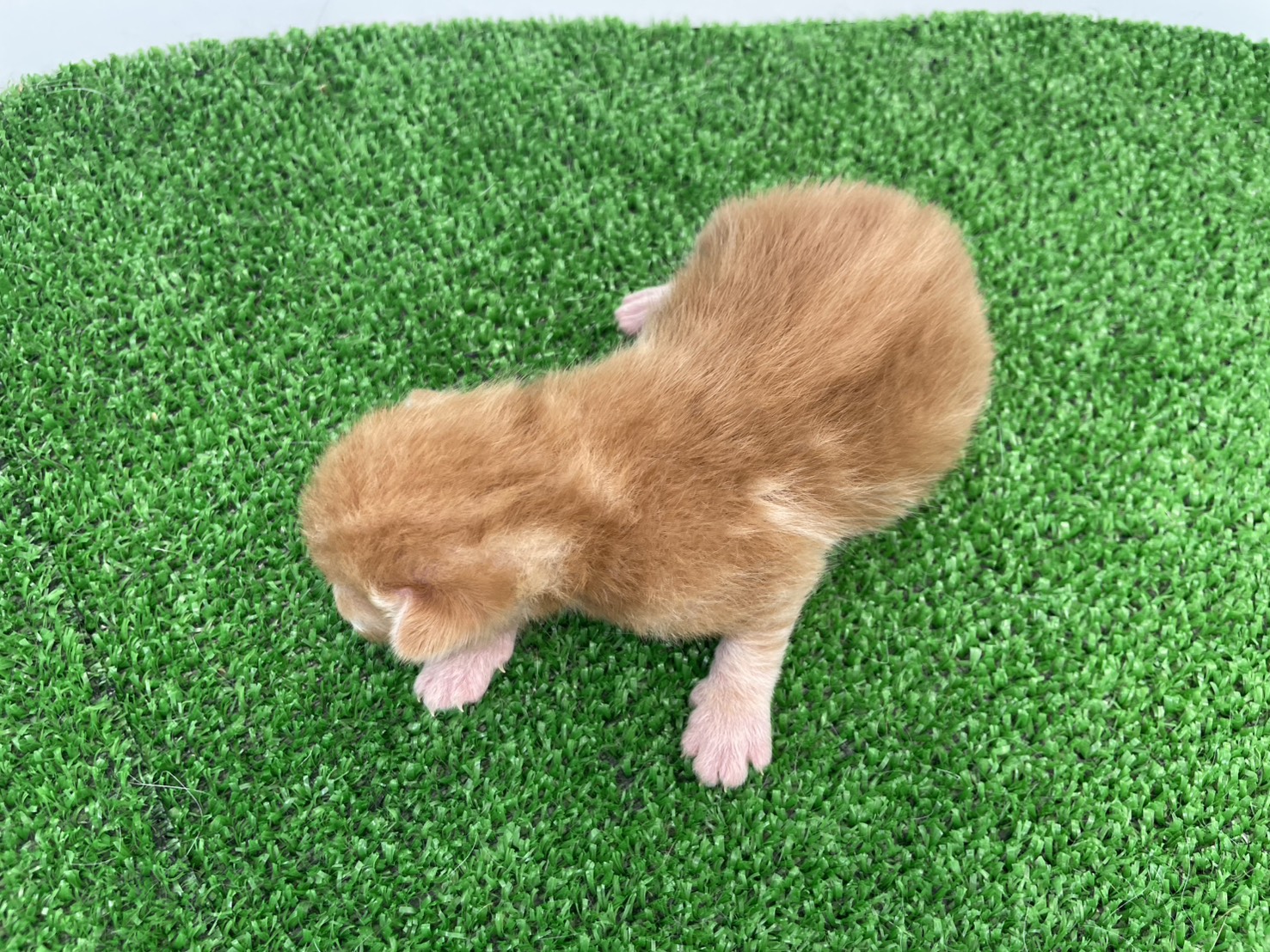 赤ちゃん写真1-3