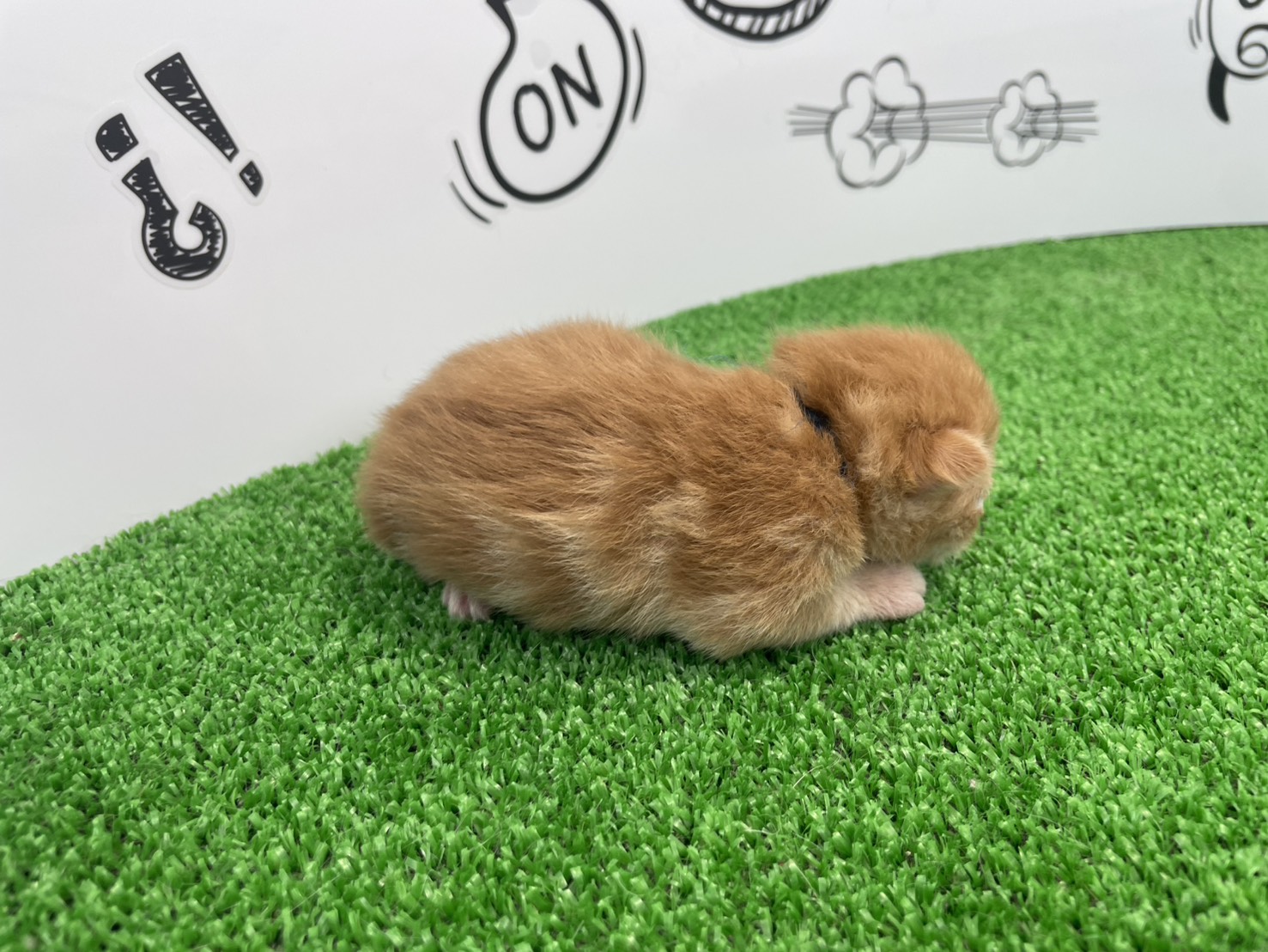赤ちゃん写真1-2