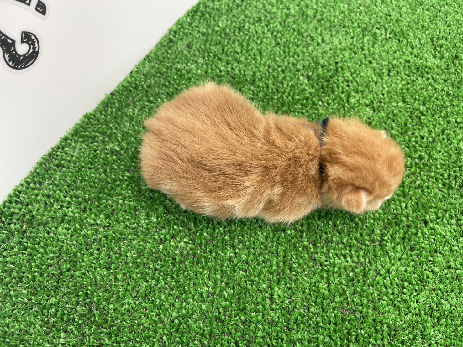 赤ちゃん写真1-3