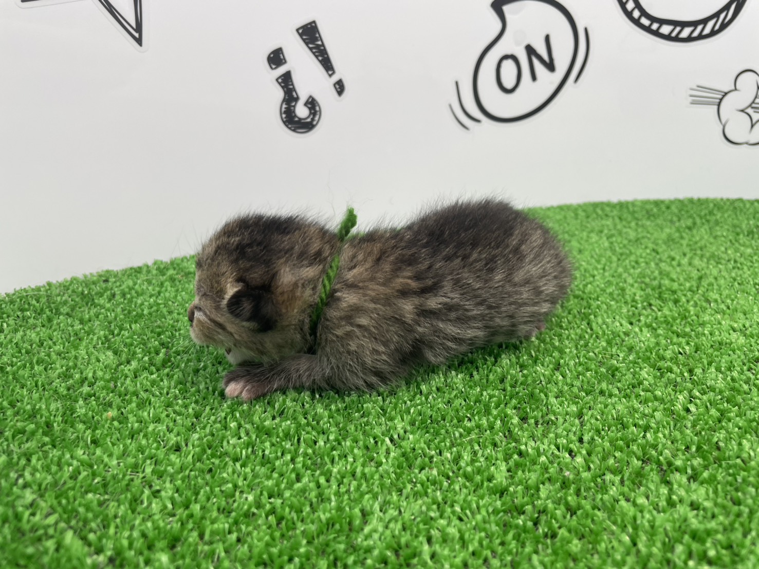 赤ちゃん写真1-2