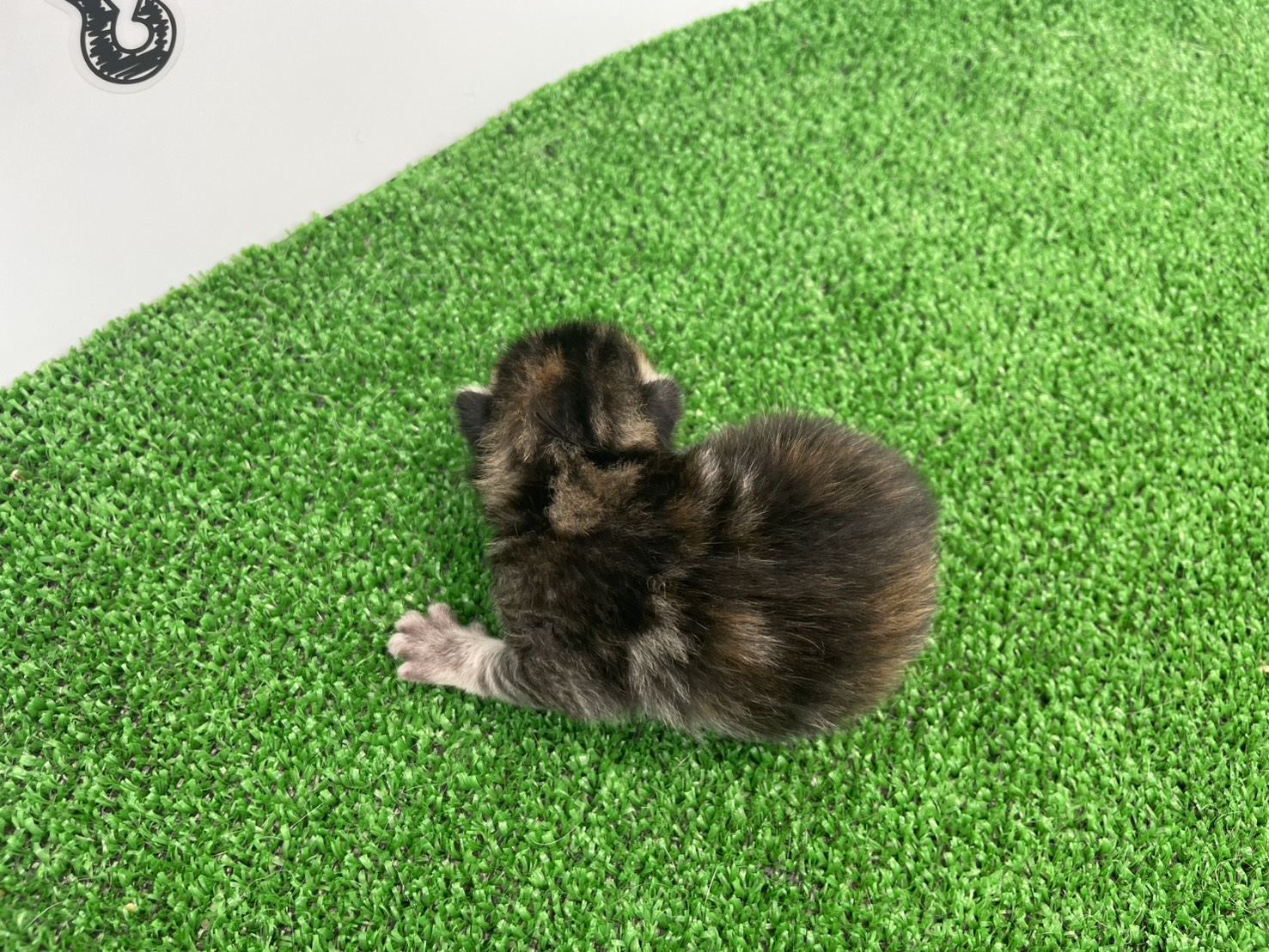 赤ちゃん写真1-3