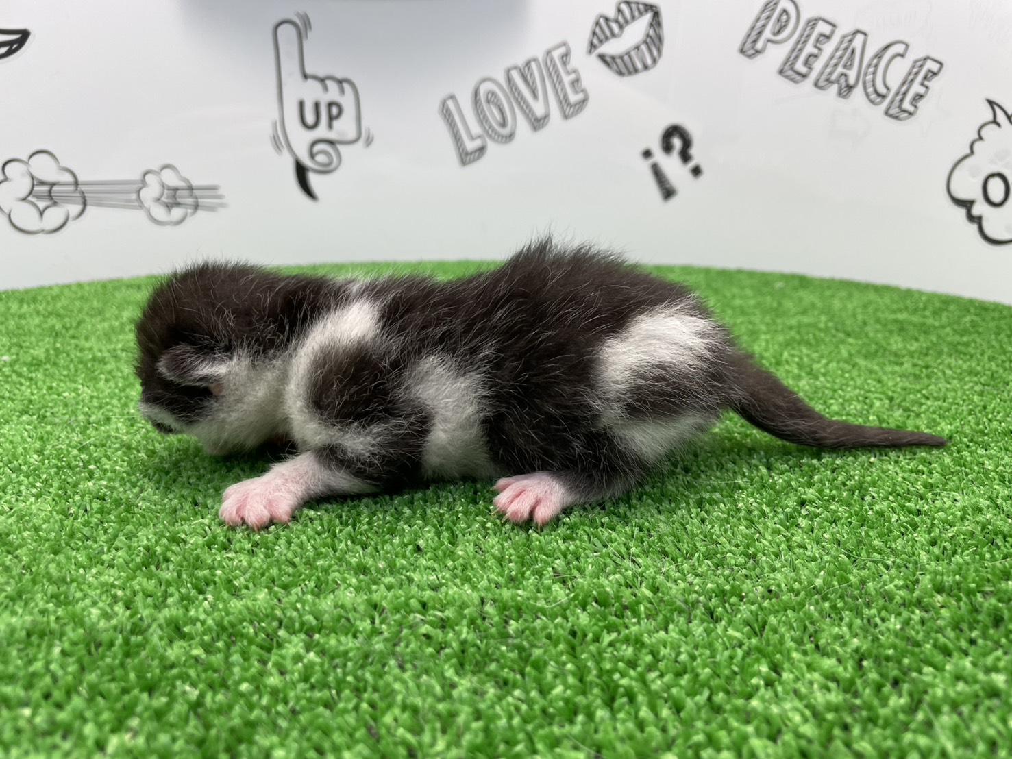 赤ちゃん写真1-2
