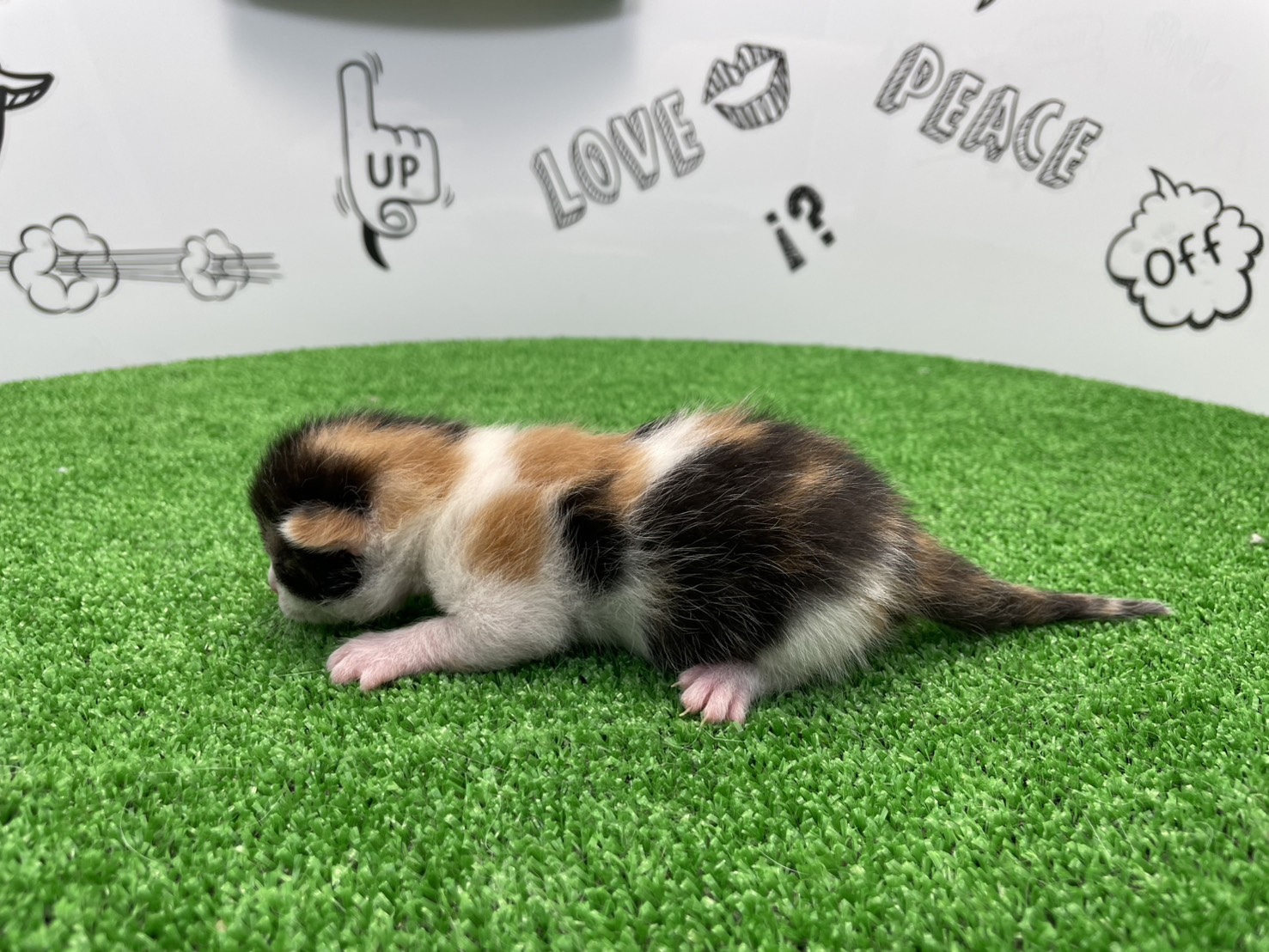 赤ちゃん写真1-2