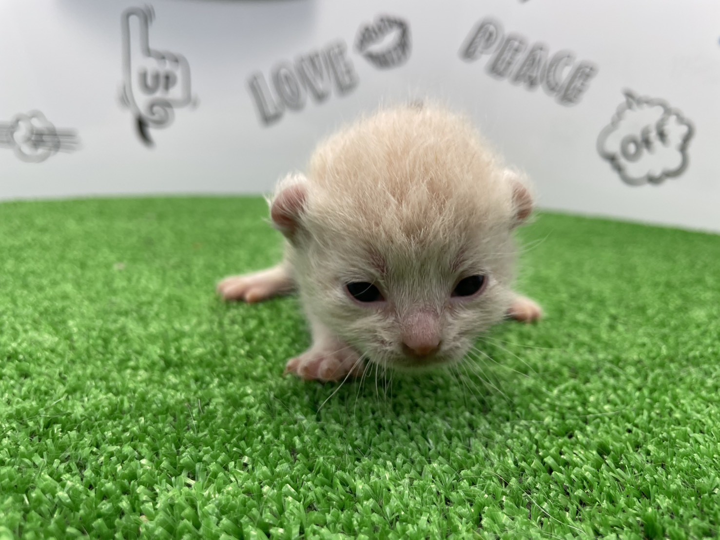 赤ちゃん写真1-2