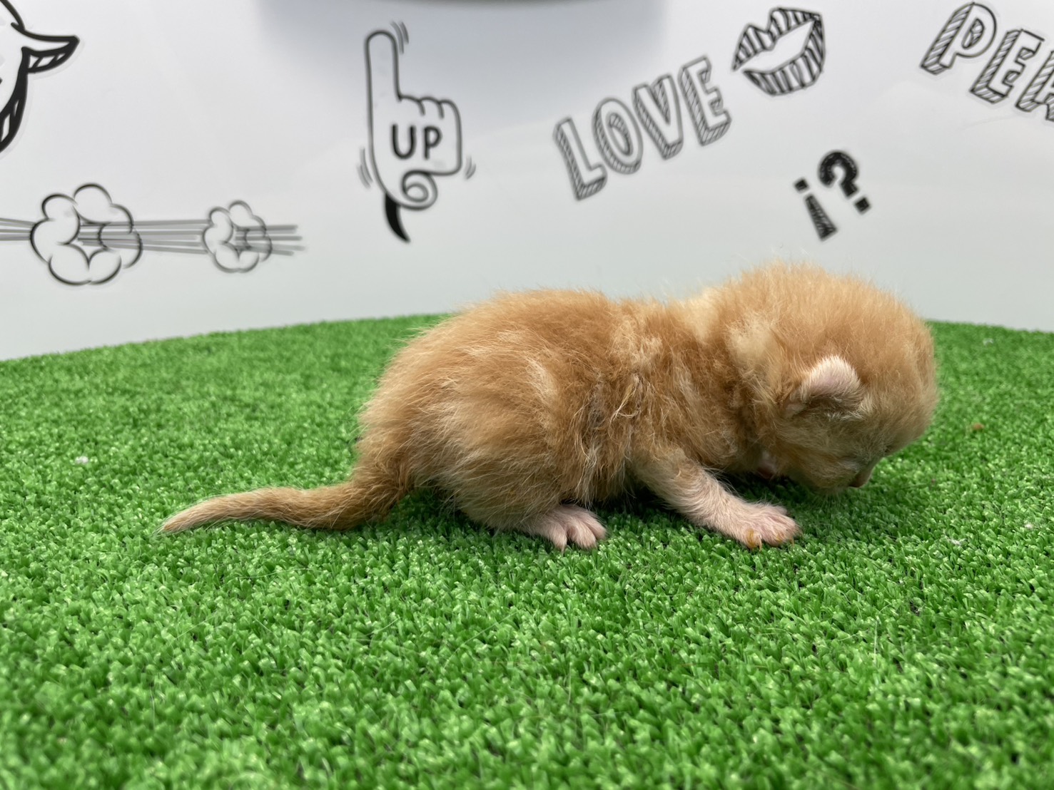 赤ちゃん写真1-2