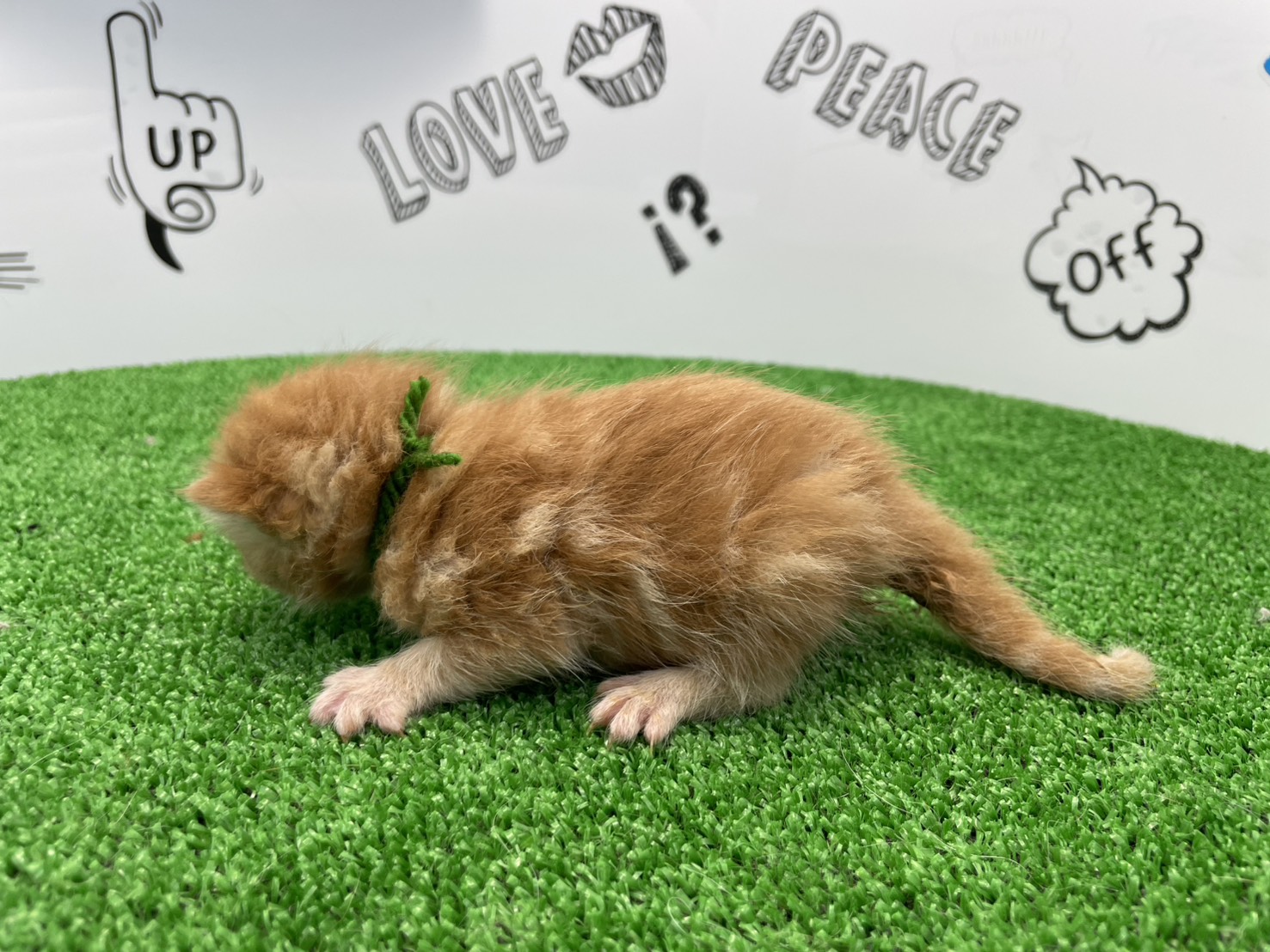 赤ちゃん写真1-2