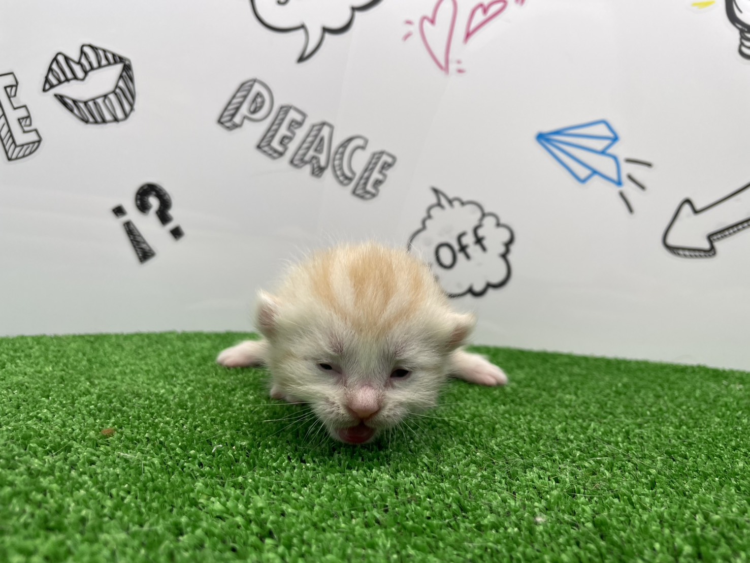 赤ちゃん写真1-1