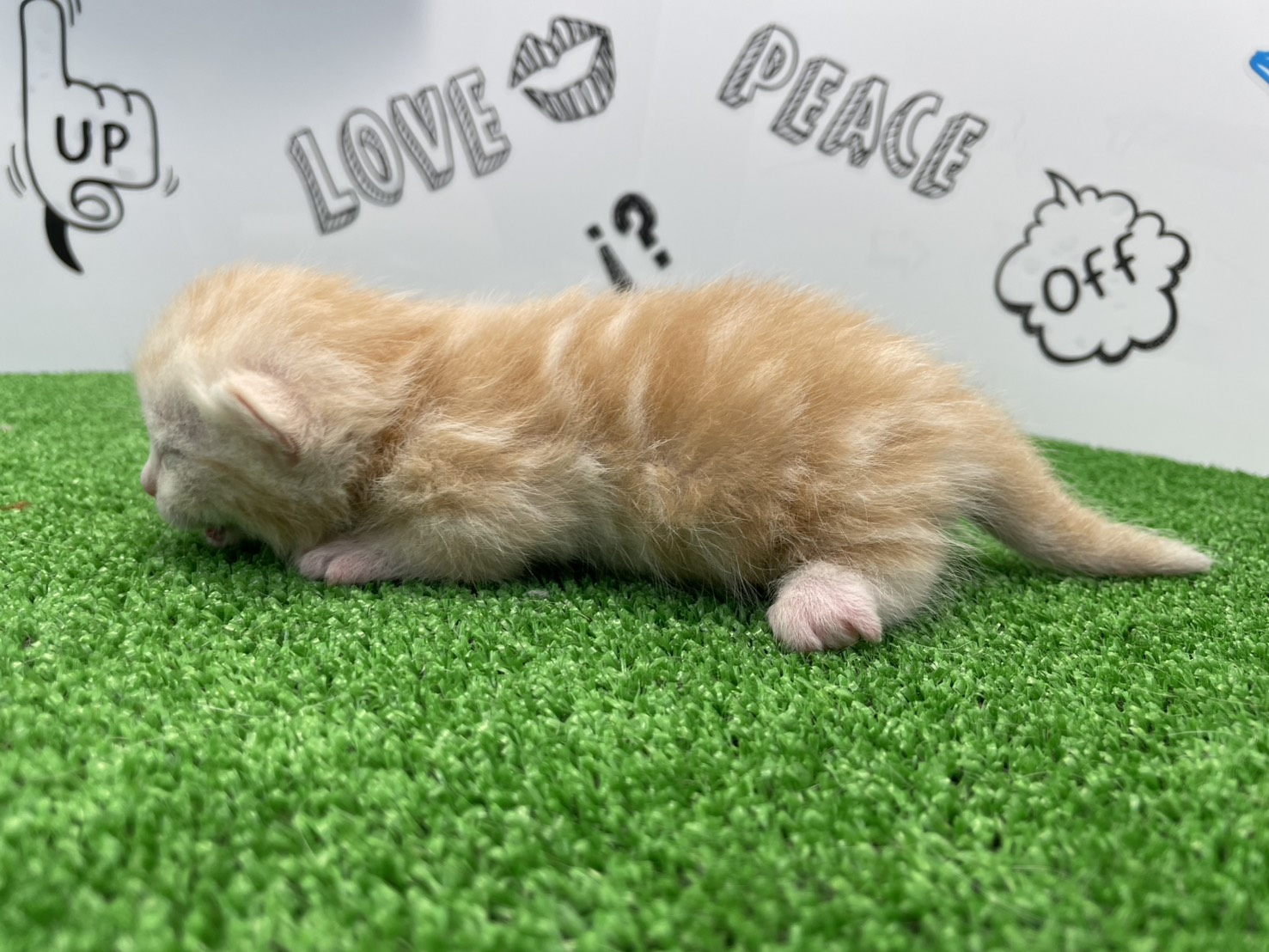 赤ちゃん写真1-2