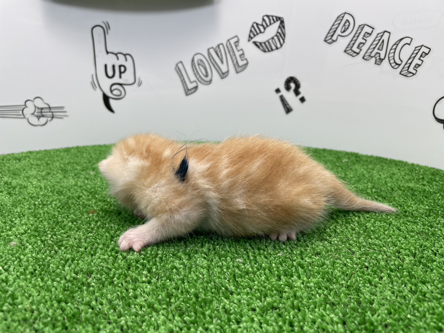 赤ちゃん写真1-2