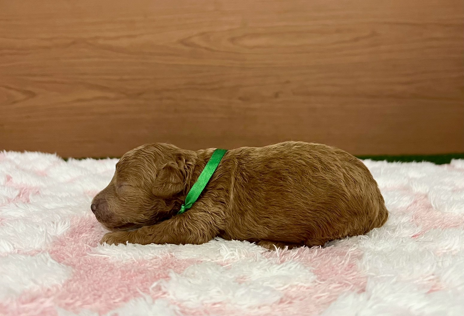 赤ちゃん写真1-2