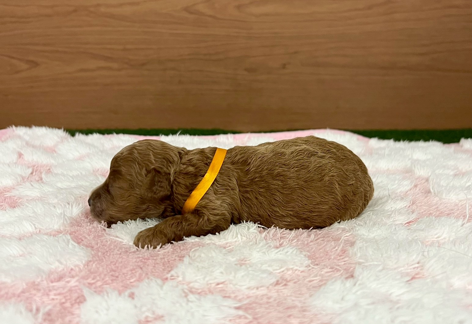 赤ちゃん写真1-2
