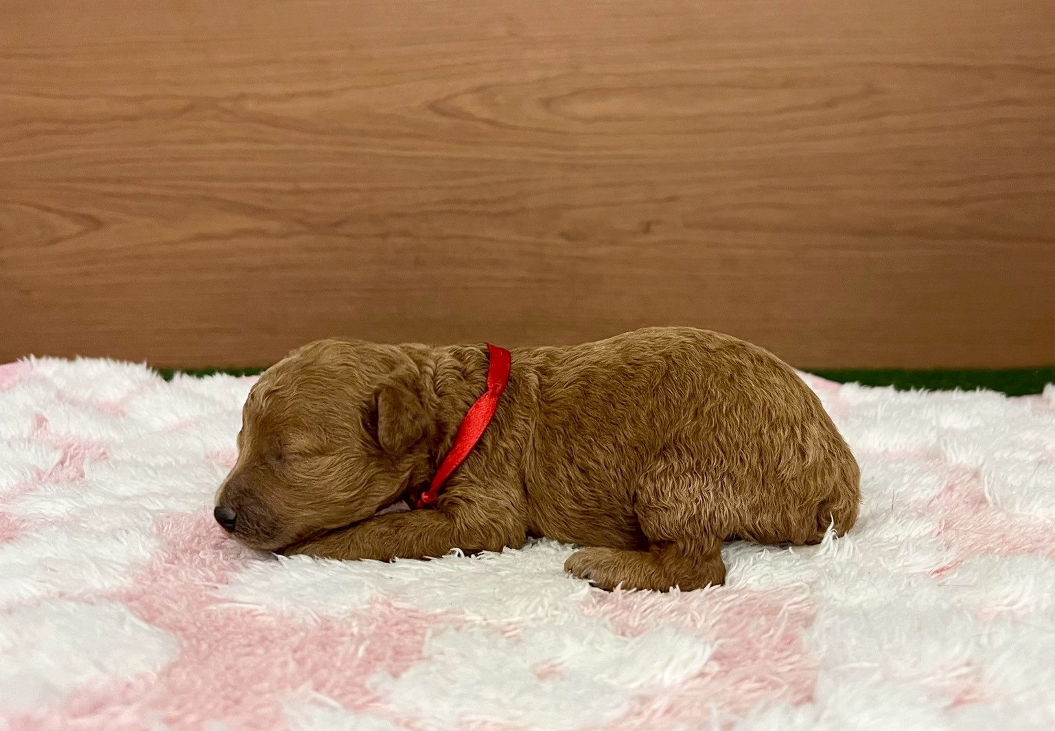 赤ちゃん写真1-2