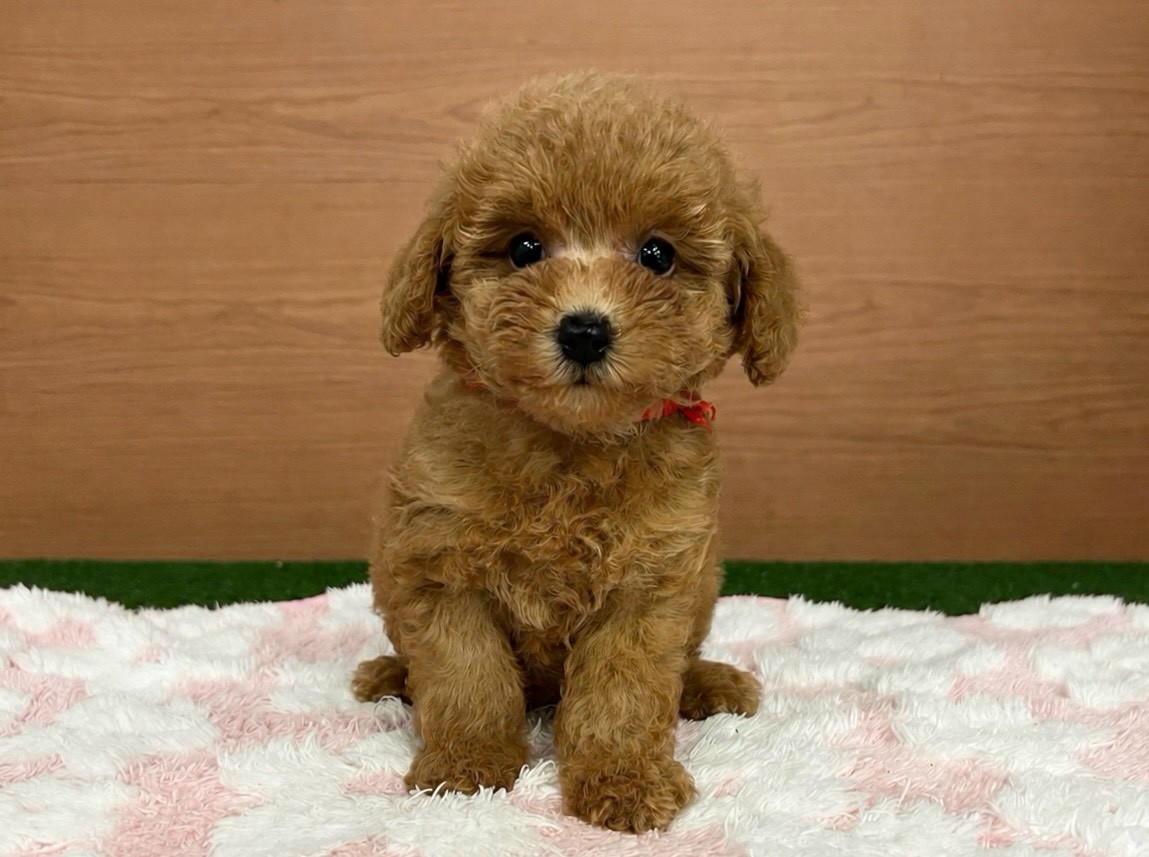 赤ちゃん写真3-1