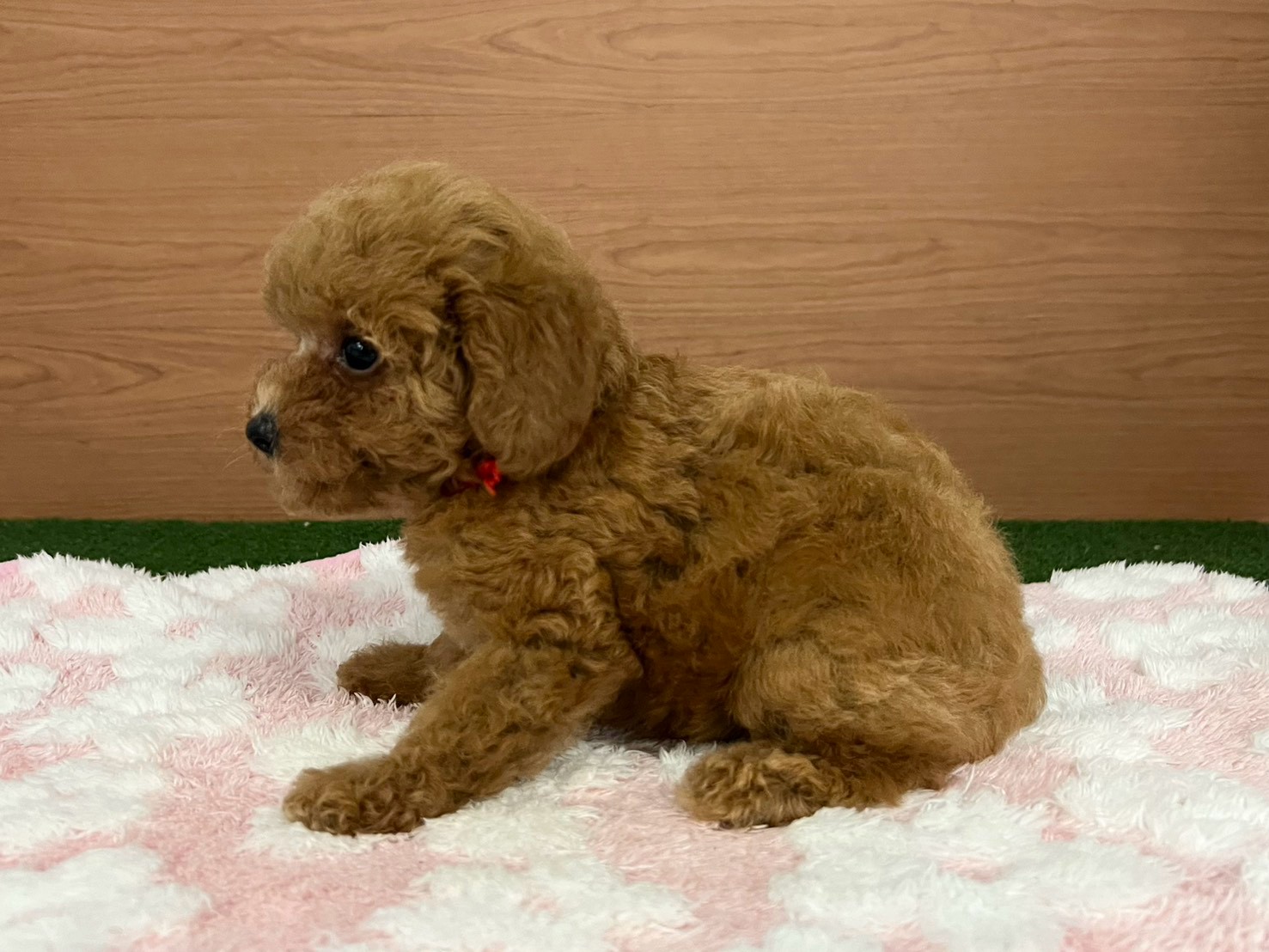 赤ちゃん写真3-2