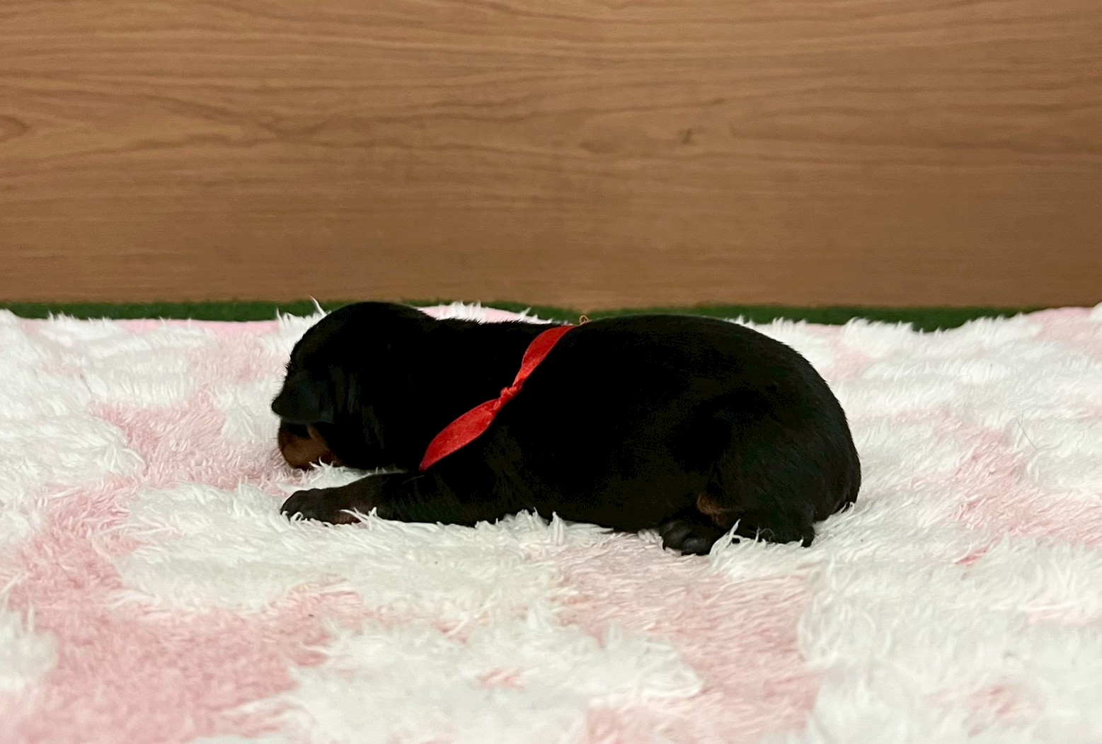 赤ちゃん写真1-2