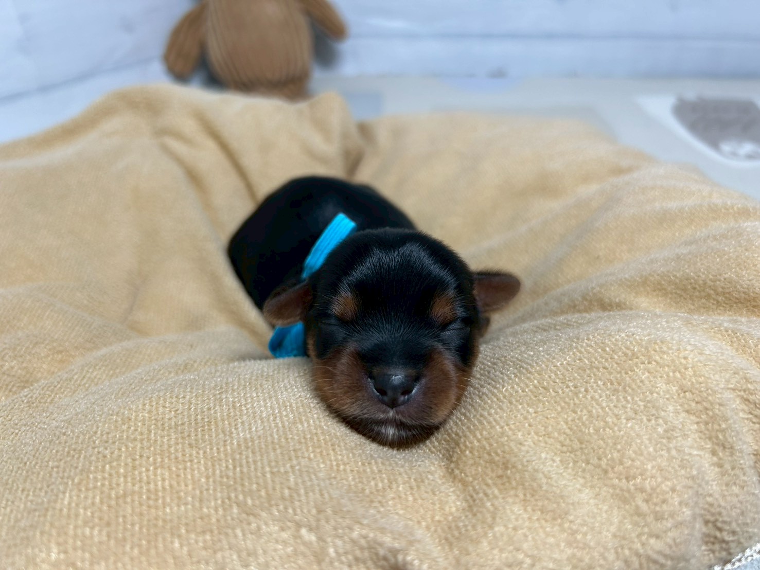 赤ちゃん写真1-1