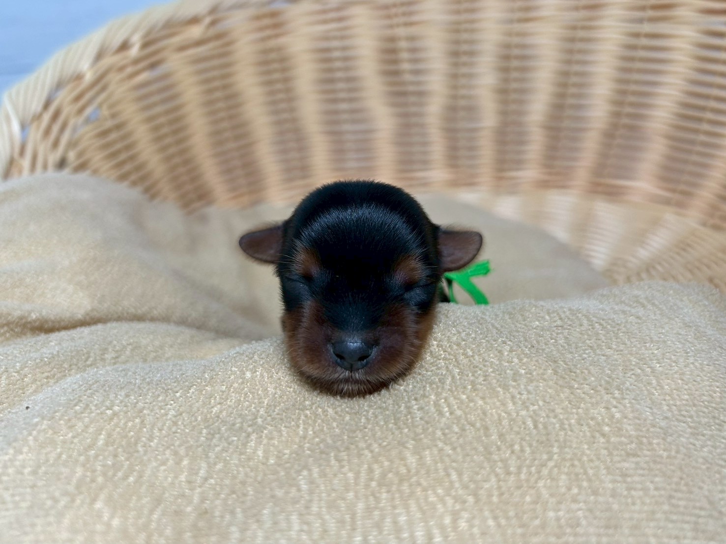 赤ちゃん写真1-1
