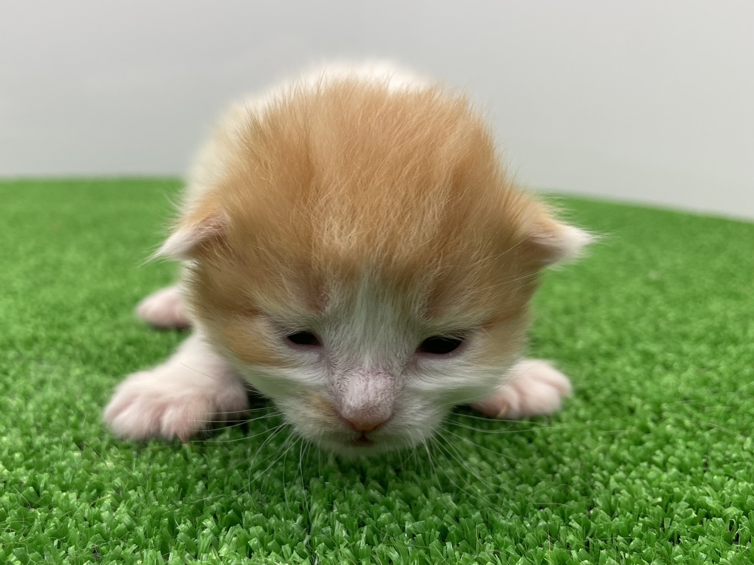 赤ちゃん写真1-1