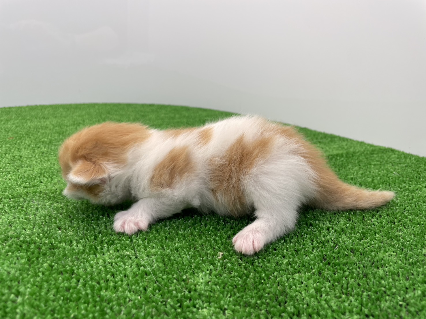 赤ちゃん写真1-2