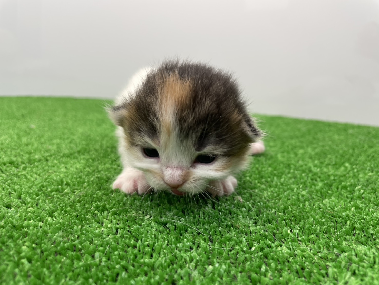 赤ちゃん写真1-1