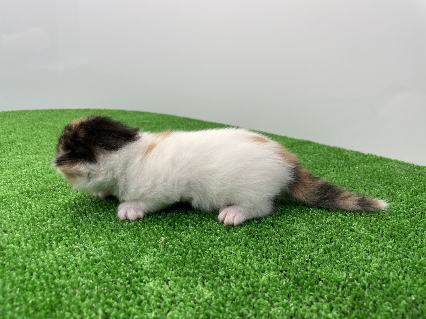 赤ちゃん写真1-2