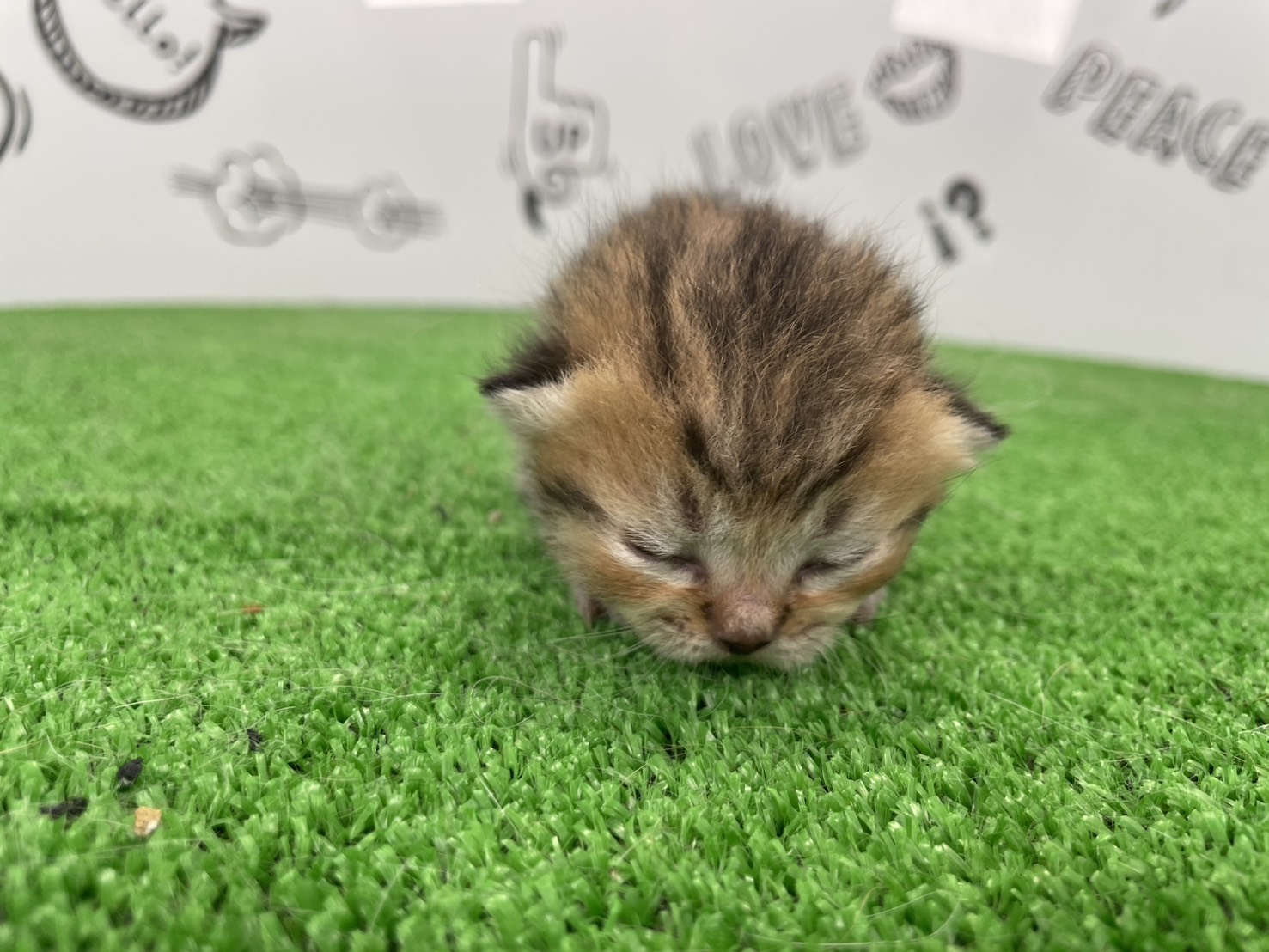 赤ちゃん写真1-1