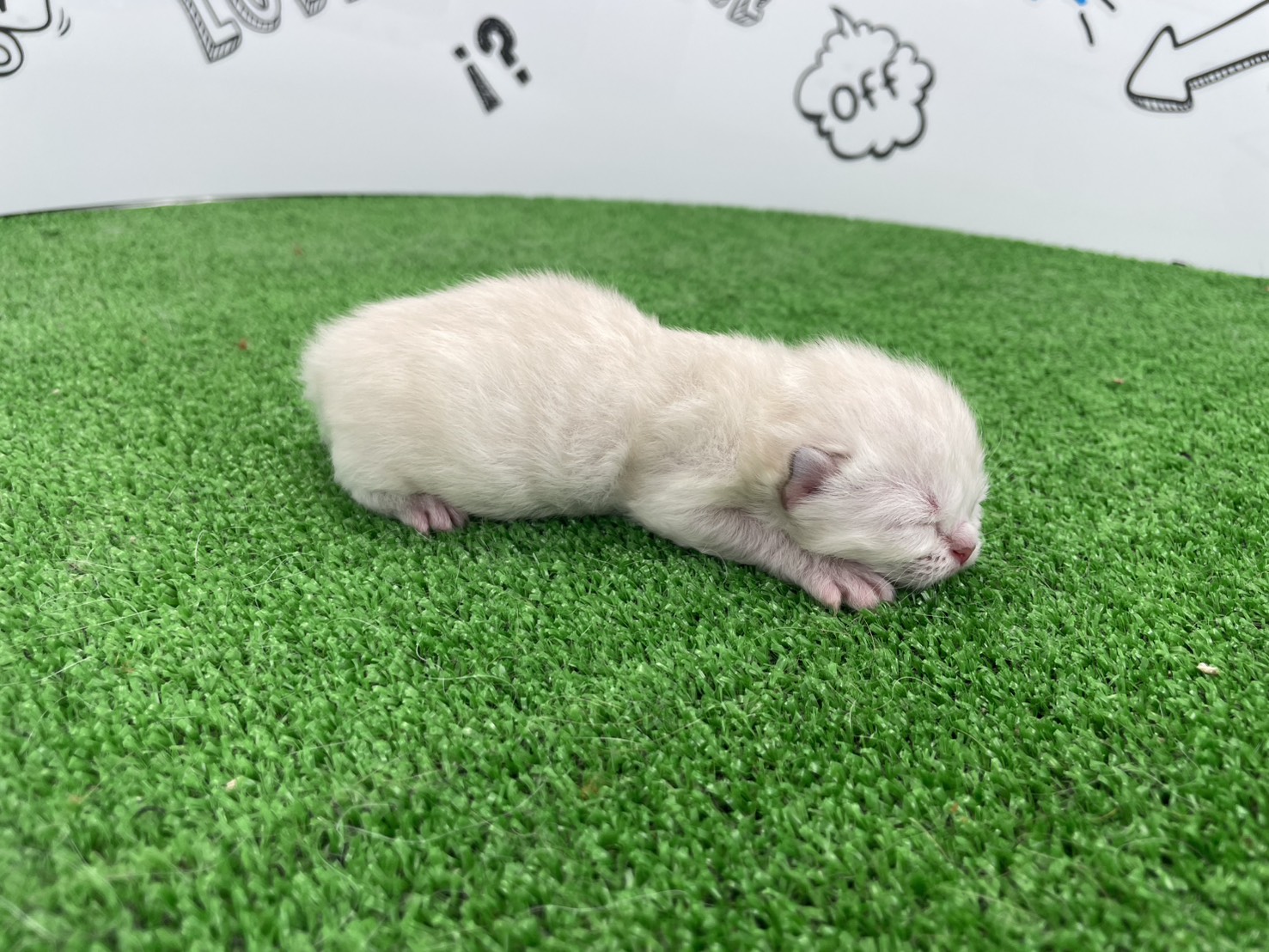 赤ちゃん写真1-2
