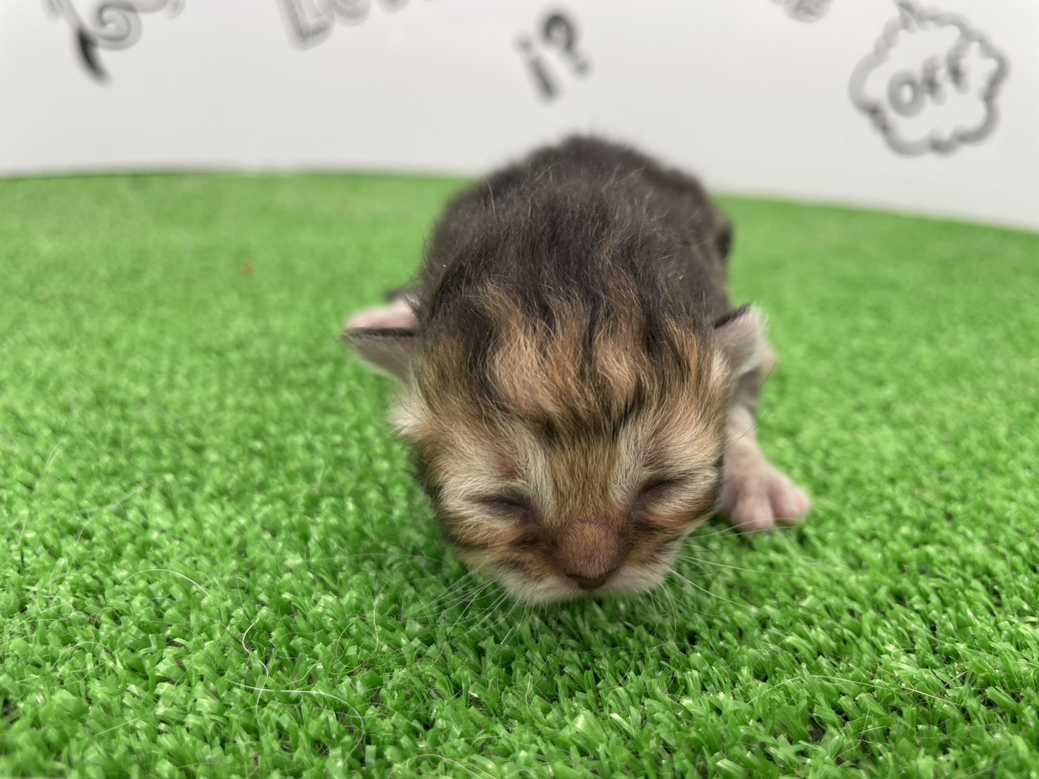 赤ちゃん写真1-1
