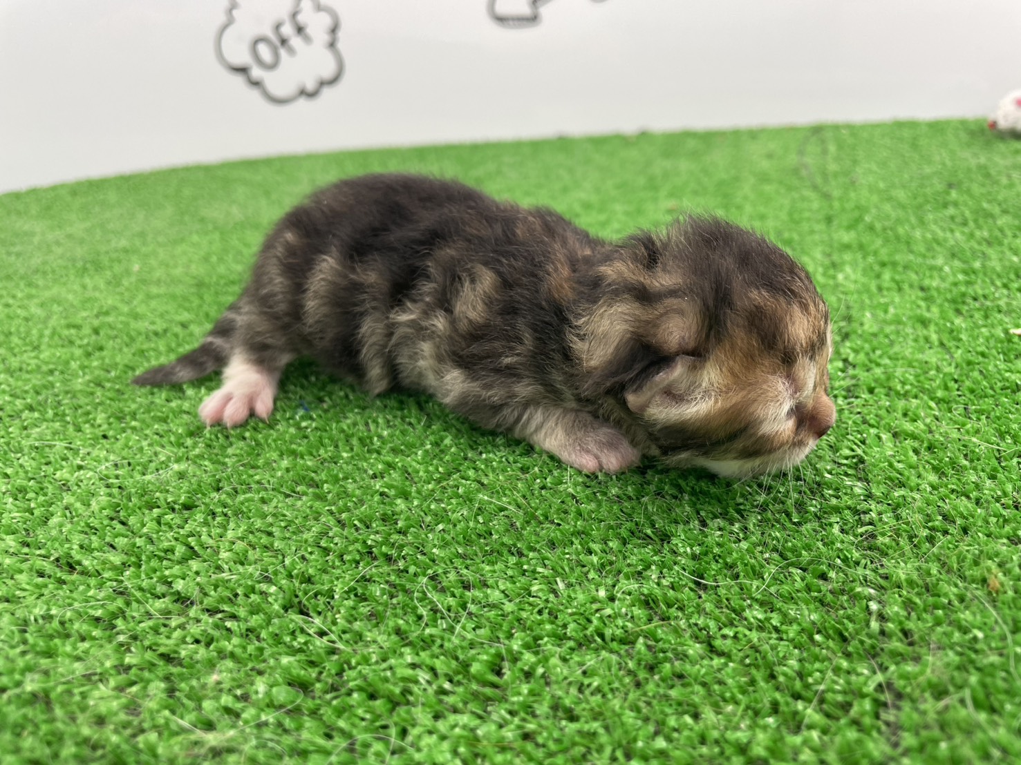 赤ちゃん写真1-2