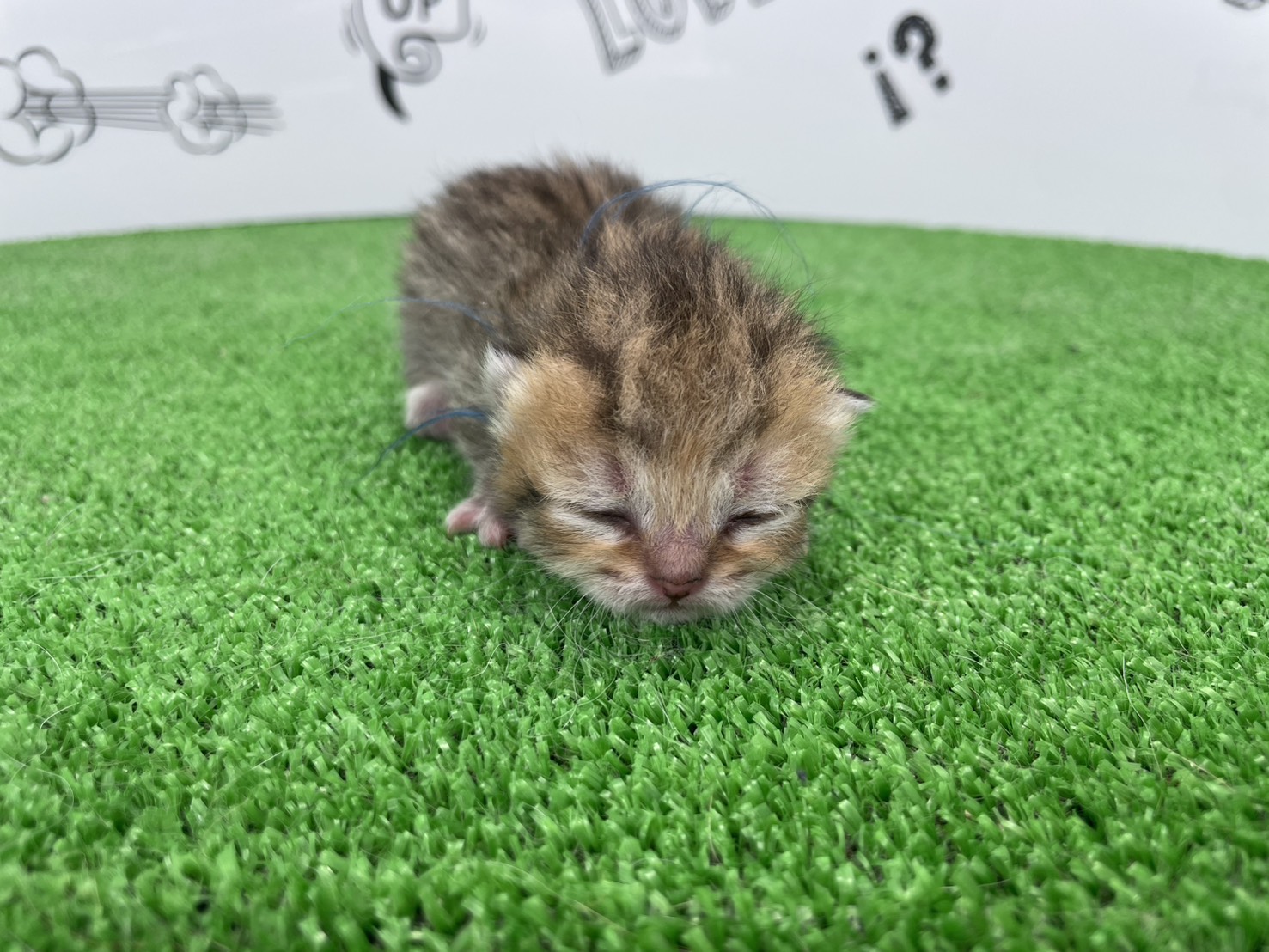 赤ちゃん写真1-1