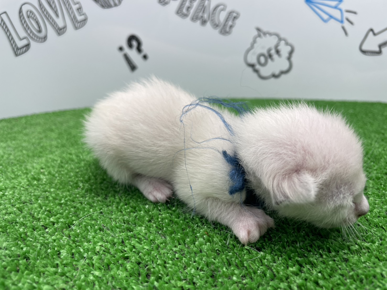 赤ちゃん写真1-2